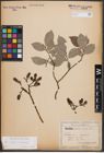 Foto von Salix caprea L. x Salix silesiaca Willd.